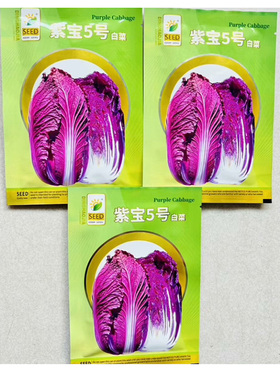 紫白菜种子紫宝5号白菜种子春播紫色娃娃菜大种籽白莱大全菜 子孑