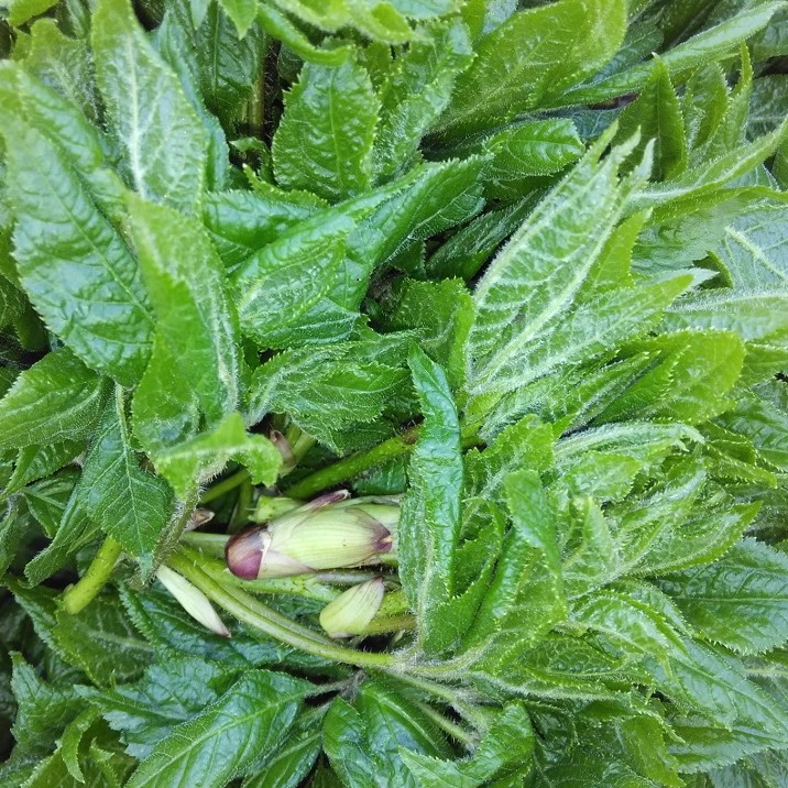 速冻野生刺五加东北山野菜刺拐棒刺果棒食用农产品500克1份