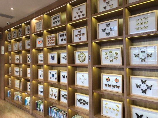 真蝴蝶标本工艺品真虫创意礼物新标本类装饰画