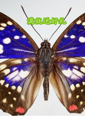 真蝴蝶标本相框装饰画学生工艺品