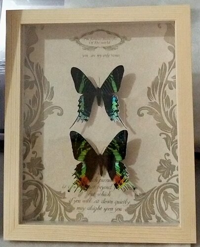 真蝴蝶标本工艺品情人节生日求婚礼物可定制对蝶新品热卖装饰展览