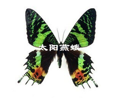 蝴蝶标本工艺品家装科普展览