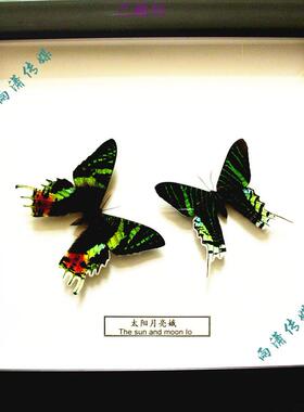 蝴蝶标本情侣蝶工艺品礼物定制新品热卖全新创意家装科普展览