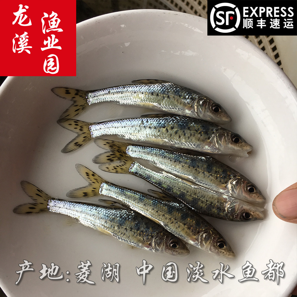花骨鱼苗珠鱼苗季郎鱼鸡骨郎鱼苗鸡虾苗麻花鱼苗活体淡水养殖鱼苗