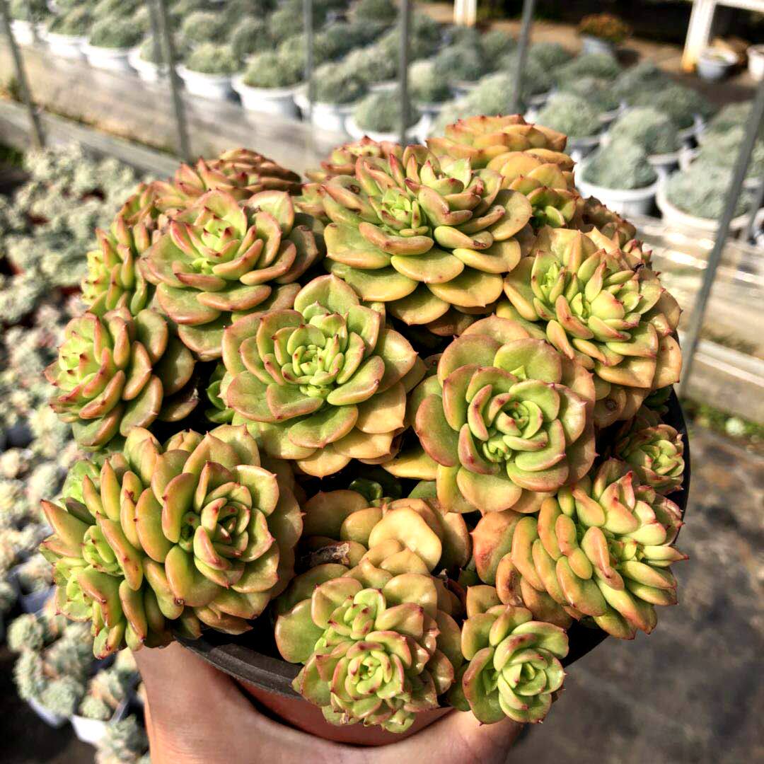 黄金蜡牡丹多肉植物肉肉植物 萌肉肉组合盆栽 阳台花卉瀚明鑫多肉