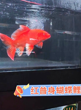 台湾红色蝴蝶鲤纯种贵妃锦鲤淡水鱼大鳍大尾观赏鱼好养耐活冷水鱼