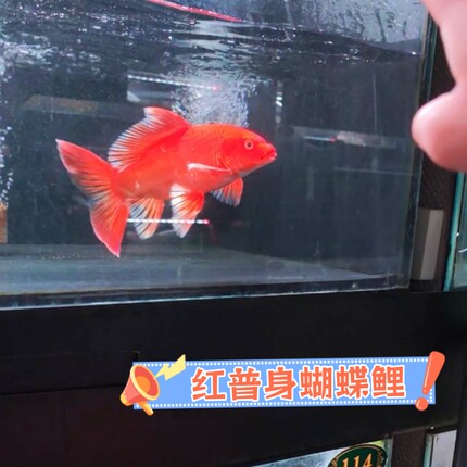 台湾红色蝴蝶鲤纯种贵妃锦鲤淡水鱼大鳍大尾观赏鱼好养耐活冷水鱼