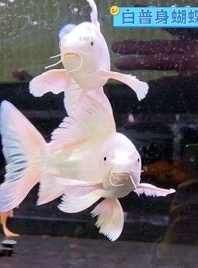 白色普身蝴蝶鲤台湾贵妃锦鲤淡水鱼好养耐活冷水鱼大鳍大尾观赏鱼