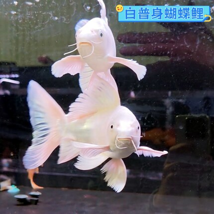 白色普身蝴蝶鲤台湾贵妃锦鲤淡水鱼好养耐活冷水鱼大鳍大尾观赏鱼