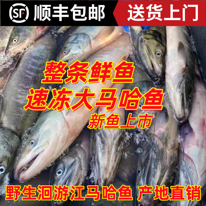 新鲜冷冻大马哈鱼新鱼未腌制