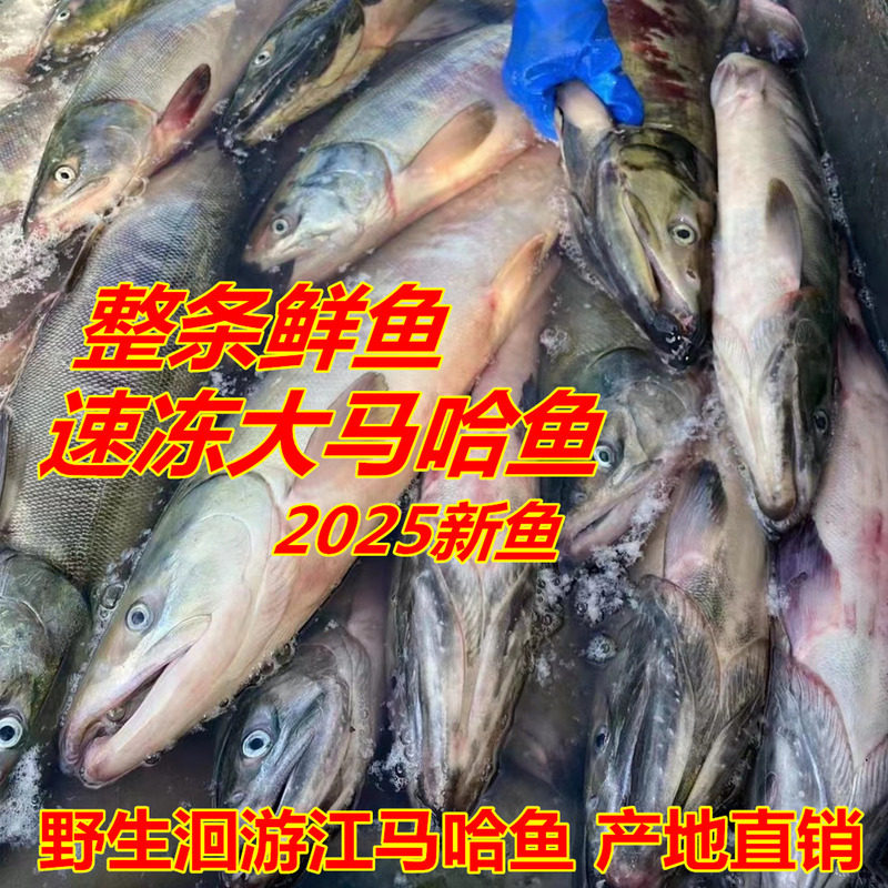 新鲜冷冻大马哈鱼2025新鱼未腌制 乌苏里江洄游大马哈鱼 产地直销,水产肉类/新鲜蔬果/熟食,淡水鱼类,淘宝优惠券,粉丝福利购,淘宝优惠卷