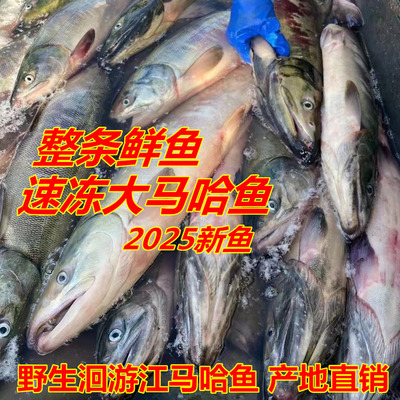 2025新鱼鲜冻大马哈鱼