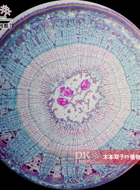 木本双子叶植物茎横切 显微玻片 教学使用 生物切片标本 大科教学