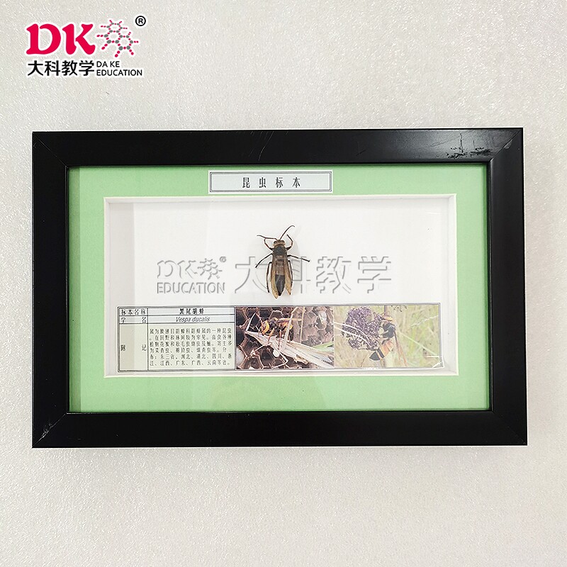 大科教学 植物害虫标本:黑尾胡峰,华北蝼蛄,金斑虎甲