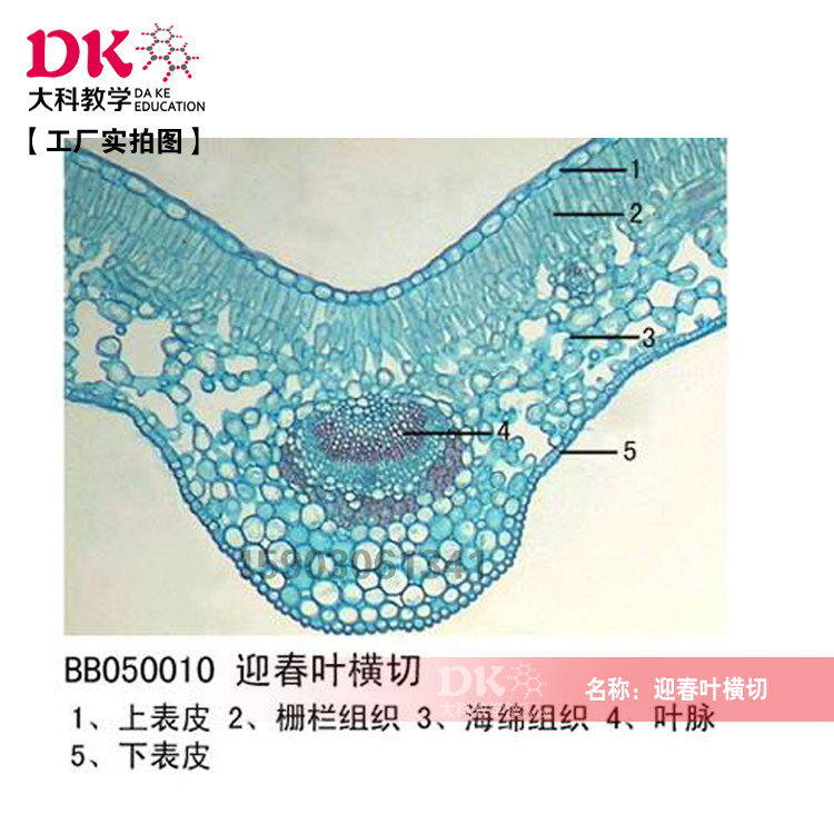 迎春叶横切 10片/盒 生物切片 标本切片玻片标本 中小学使用