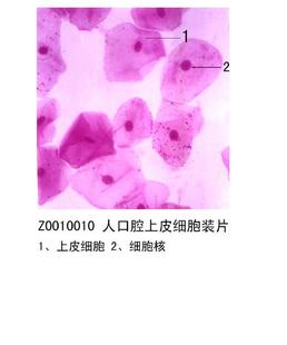 人口腔上皮细胞 10片/盒 生物切片 标本切片中小学专用