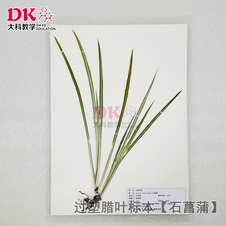 大科教学 植物腊叶标本展示展览 石菖蒲标本馆用品过塑标本