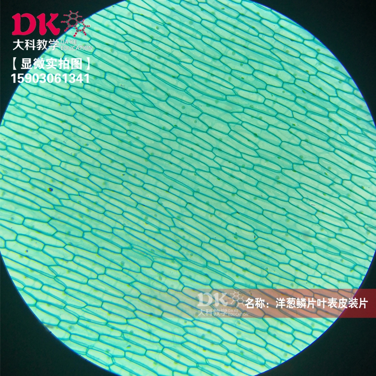 洋葱鳞片叶表皮细胞装片 显微生物切片 中学教学示教片