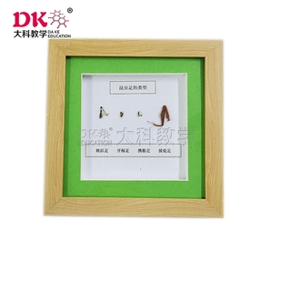 大科教学 昆虫足 昆虫标本 实验室教学器材用品 标本室展览展示