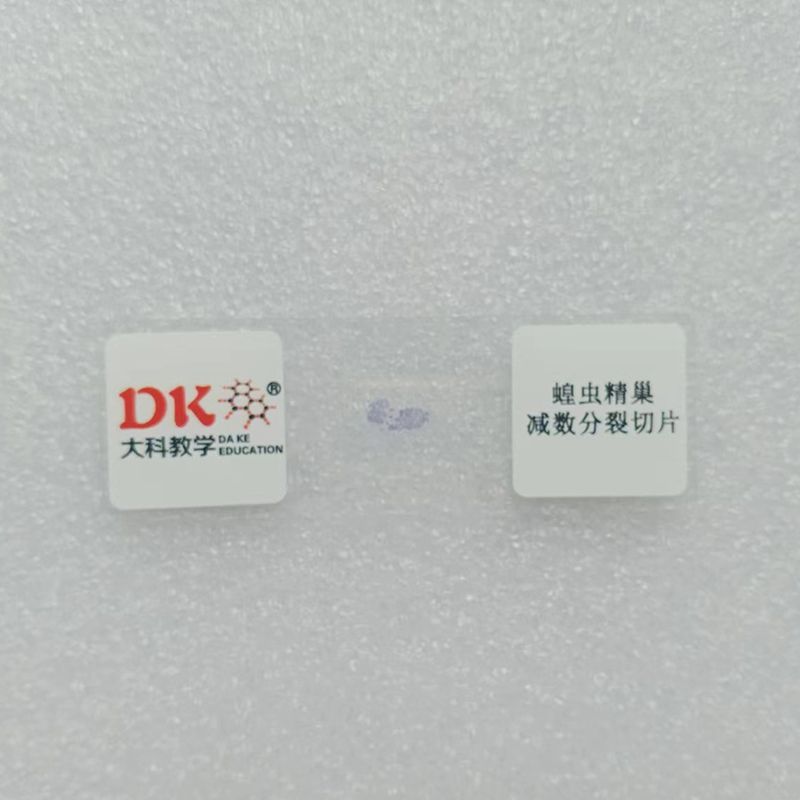 蝗虫生物玻片大科教学