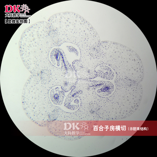 百合子房横切(示胚珠结构) 显微玻片 教学使用 生物切片标本