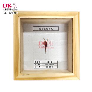 大科教学 昆虫标本 多伊棺头蟋东亚钳蝎红棕象甲 15*15*5cm 高等