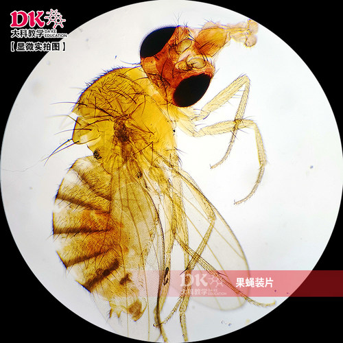 大科教学果蝇装片生物切片