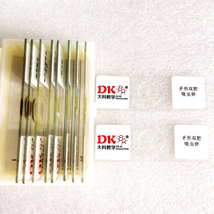 大科教学 寄生虫类 高等教学显微玻片 矛形双腔吸虫卵 生物切片