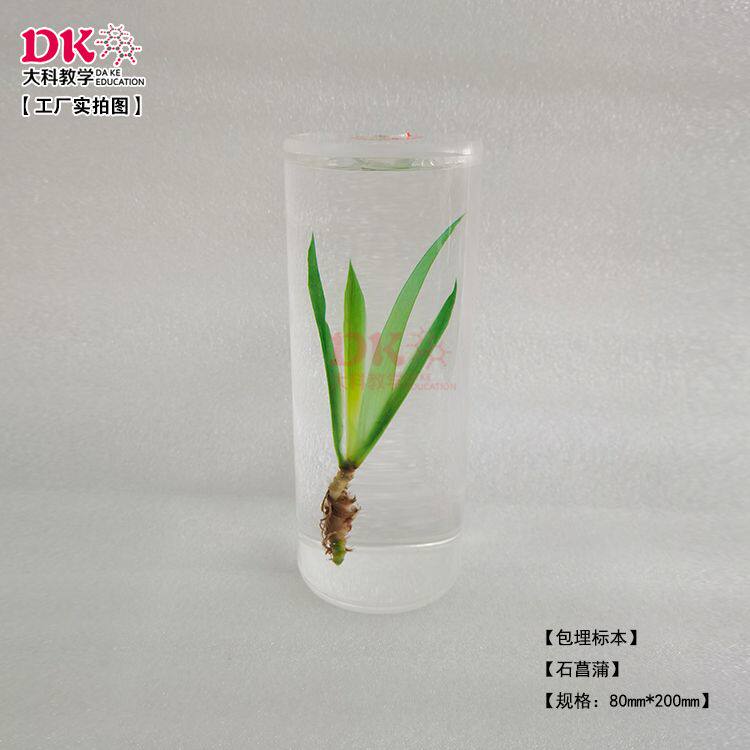 大科教学 植物包埋标本 直径80*高200mm 定制款柱体包埋