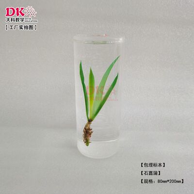 大科教学 植物包埋标本 直径80*高200mm 定制款柱体包埋