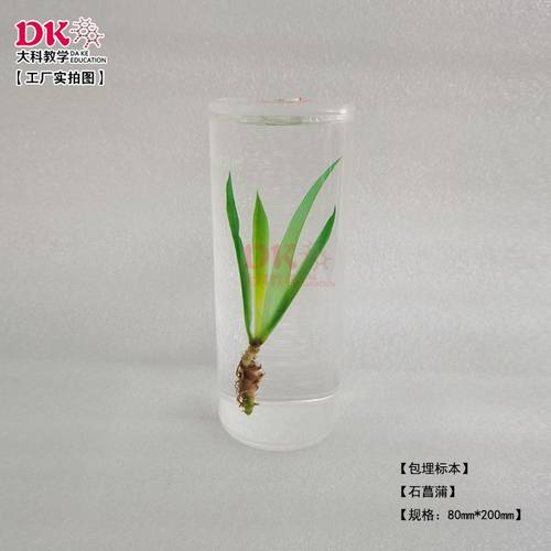 大科教学 植物包埋标本 直径80*高200mm 定制款柱体包埋