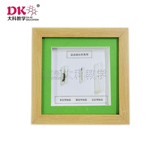 大科教学 昆虫幼虫 昆虫标本 实验室教学器材用品 标本室展览展示