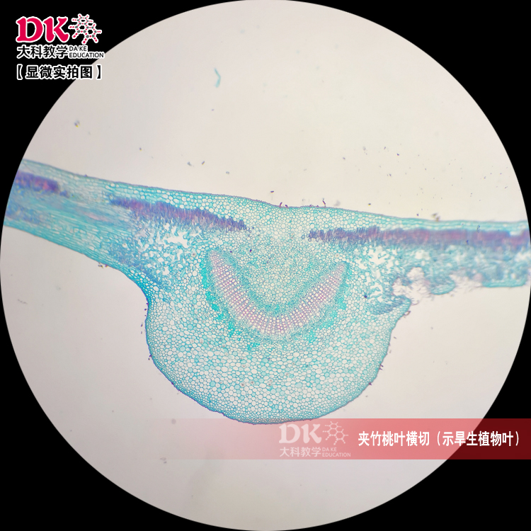 夹竹桃叶横切(示旱生植物叶) 显微玻片 教学使用 生物切片标本