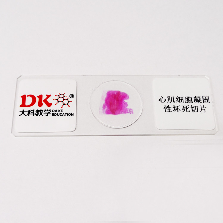 高等院校  组织学类 心肌细胞凝固性坏死切片 生物玻片教学使用