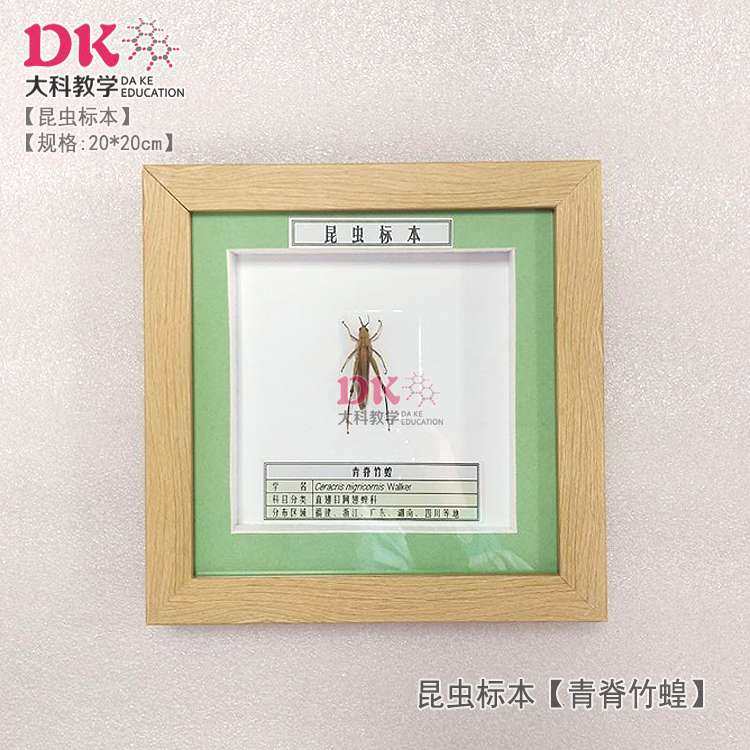 大科厂家直销 昆虫标本展示教学 大奇黑蜣蔗根土天牛小垫尖翅蝗