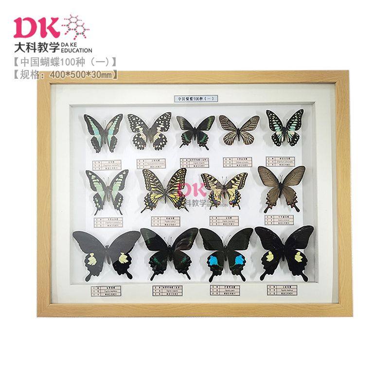 中国蝴蝶标本100种 规格40*50cm 6盒装不重复（品种随机 请慎拍）