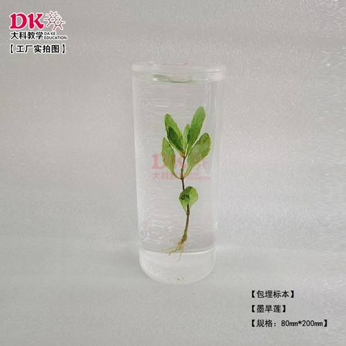 大科教学 植物包埋标本 直径80*高200mm 定制款柱体包埋