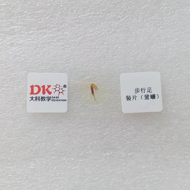 步行足装片（蜚蠊）显微配件 生物切片标本高等院校使用教学,文具电教/文化用品/商务用品,教学仪器/实验器材,淘宝优惠券,粉丝福利购,淘宝优惠卷