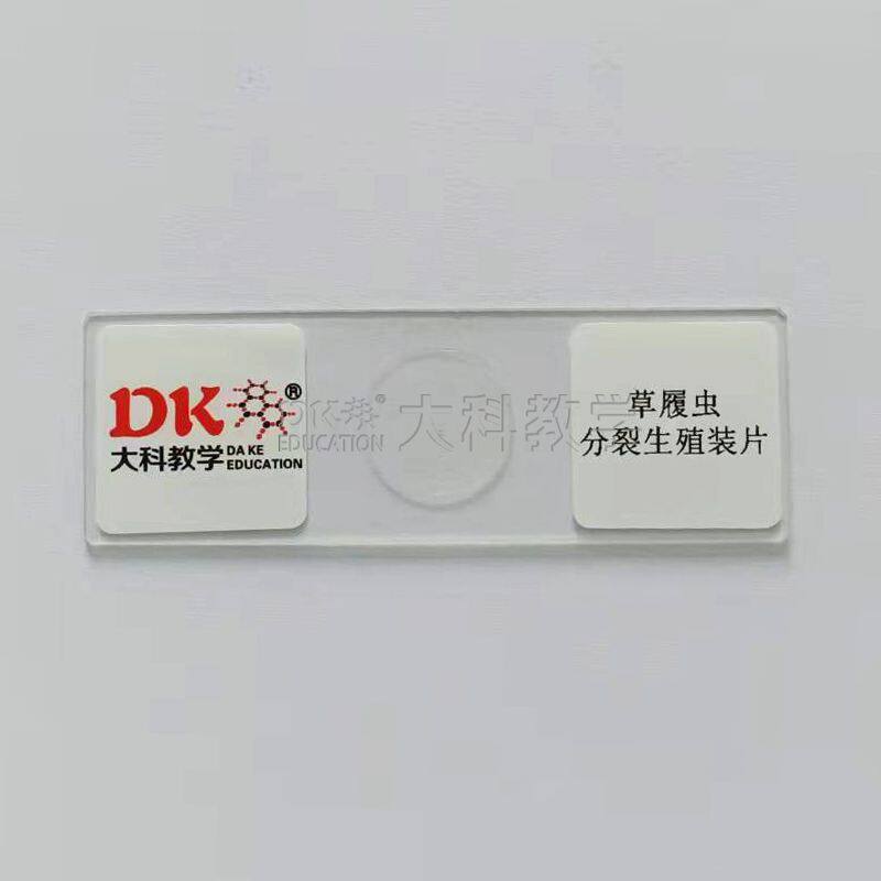 草履虫分裂生殖装片  10片/盒  生物玻片 生物切片 中小学专用