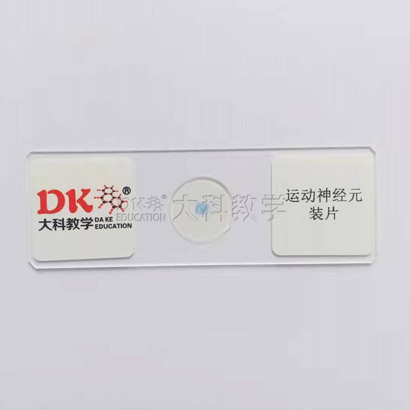 运动神经元装片 10片/盒 显微生物切片 中小学教学使用