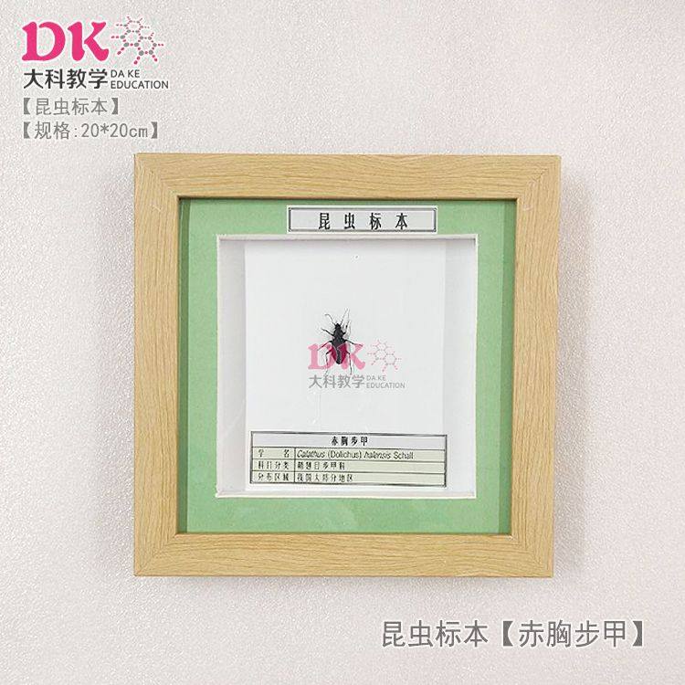 大科厂家直销 昆虫标本展示教学 星斑梳龟甲中华新锹甲