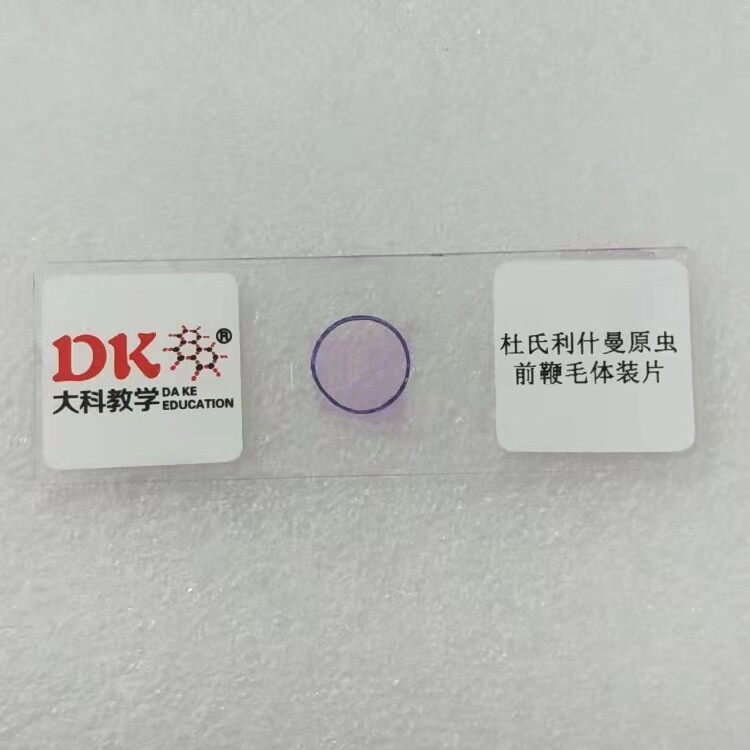 厂家直销高校教学标本 寄生虫类 杜氏利什曼原虫前鞭毛体装片