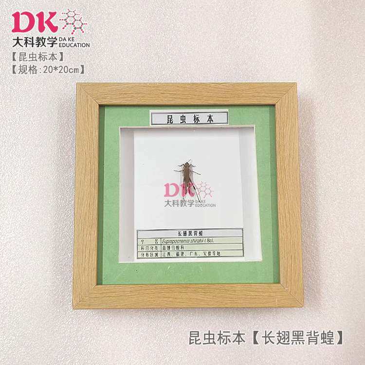 大科厂家直销 昆虫标本 展示教学 金边龙虱长翅黑背蝗长足大竹象