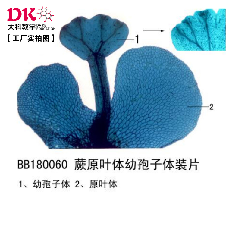 蕨原叶体幼孢子体装片 10片/盒 生物切片 标本切片 中小学专用