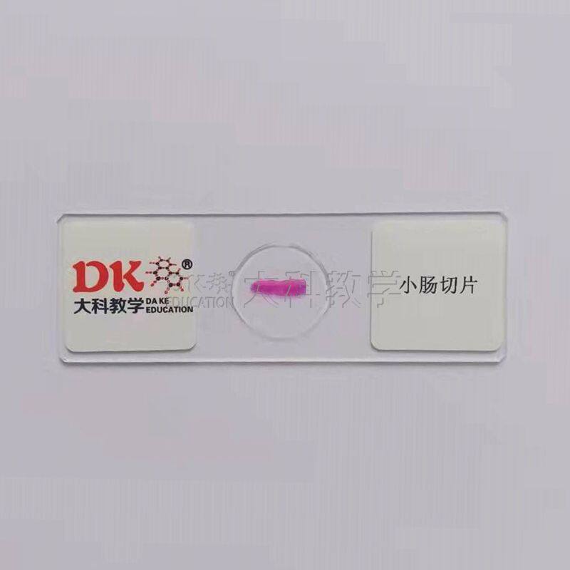 小肠切片  10片/盒 生物玻片标本 中小学专用