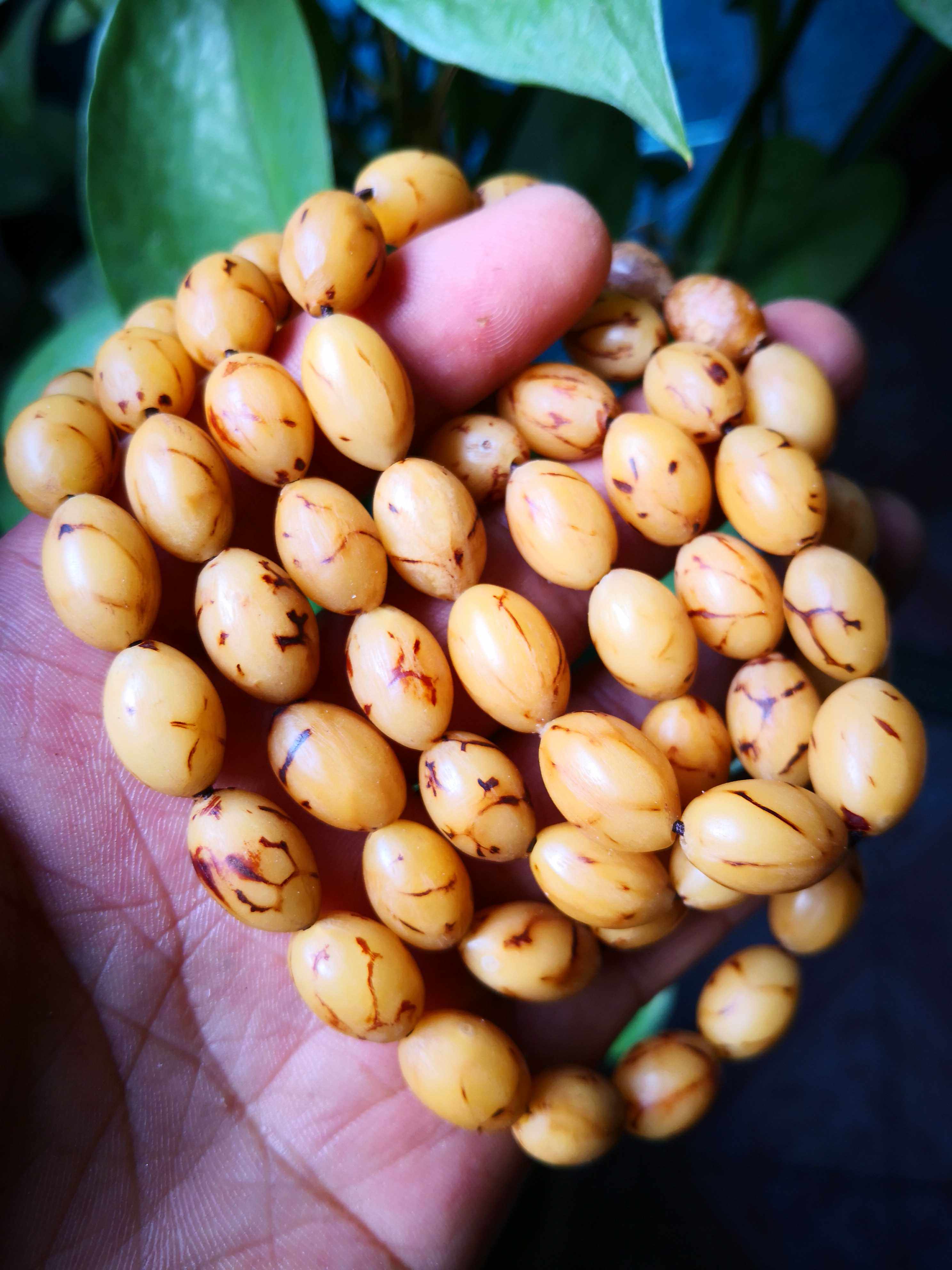 蚕茧菩提子 蚕茧菩提 金刚 紫金钵盂 日进斗金 龙麟凤爪 小叶紫檀