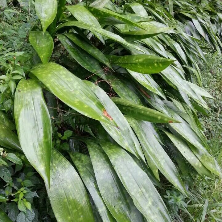 峨眉山新鲜粽叶非竹叶芦苇叶盆栽植物绿色粽子叶100张