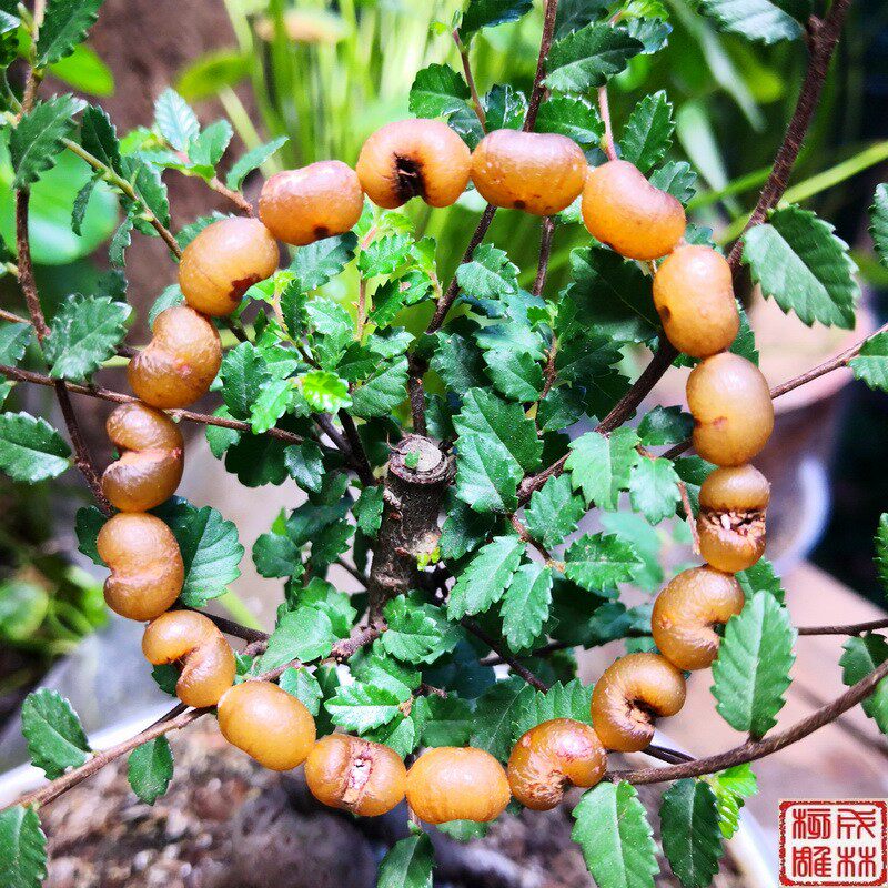 玉化千佛草菩提 手链手串佛珠手工精挑制作大小男女金佛草菩提子