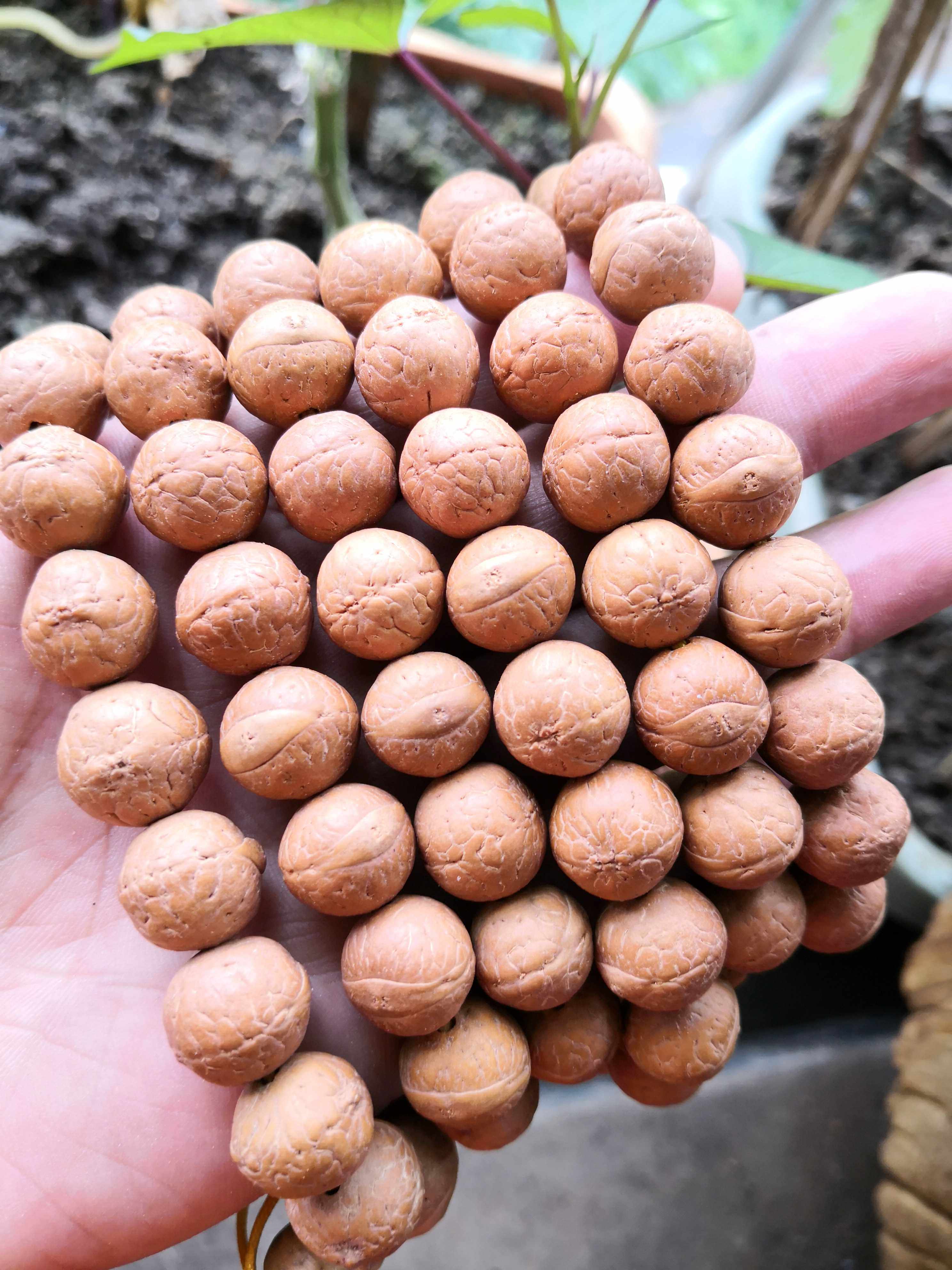 凤眼菩提 108佛珠 尼泊尔凤眼 日进斗金菩提 紫金钵盂 龙麟凤爪