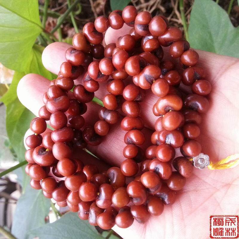 风化金佛草菩提 红色金佛草108佛珠 金佛珠菩提 小佛眼菩提 金钵